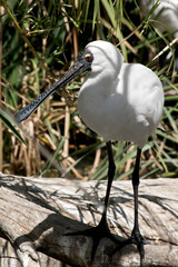 this is a royal spoonbill looking for food