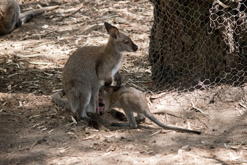 the  Red necked wallaby is feeding her joey