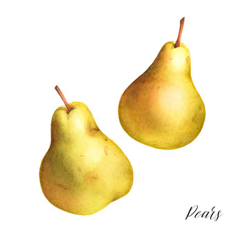 Isolated watercolor illustration of yellow pears. Hand drawn fruits.