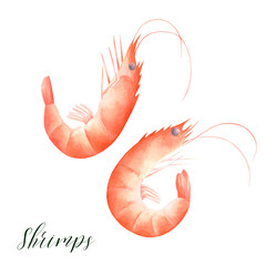 Isolated illustration of shrimps. Watercolor drawing of seafood.