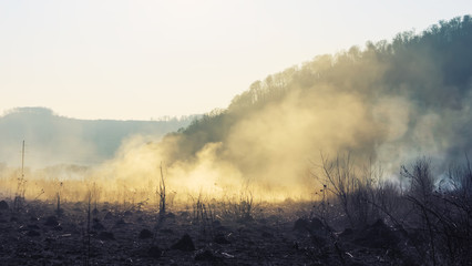 Fire in the field. The last year's grass burns, the sun lights a smoke. The big fire, infliction of harm of ecology, fire and products of combustion  kill small animals and seeds of plants.