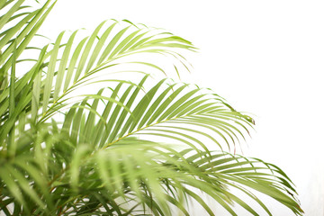 green tropical palm leaf with shadow on white wall