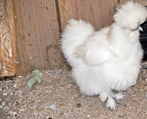 this is close up of a silkie chicken