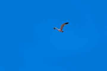 Seagull hovering against the sky as a symbol of sea travel