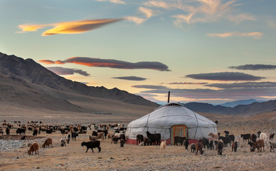 goats surrounding a yurt in Western Mongolia - obrazy, fototapety, plakaty