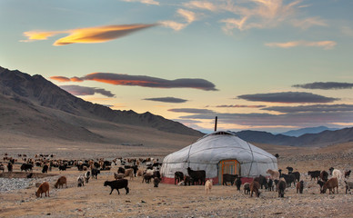 goats surrounding a yurt in Western Mongolia