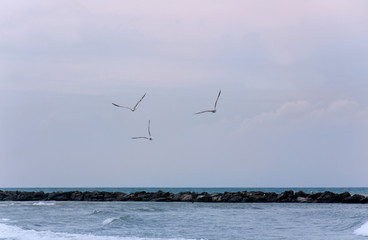 Three seagulls fly over the sea as a symbol of sea travel
