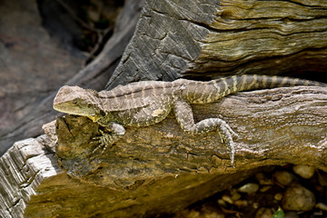 a water dragon lizard