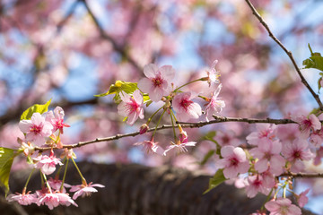 新川千本河津桜　千葉県八千代市米本