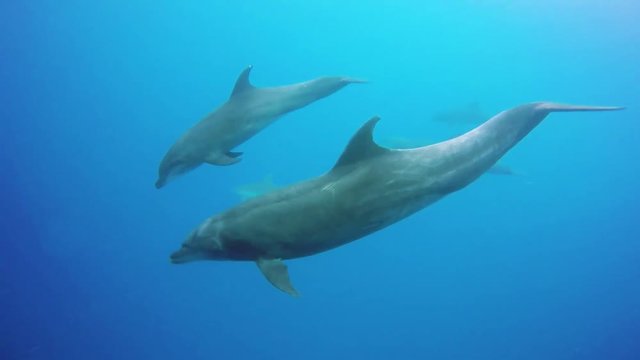 Three dolphins swimming underwater in Galapagos.