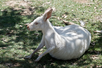 Obraz premium this is an Albino western grey kangaroo resting in the shade