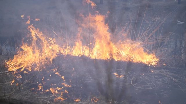 The fire consumes the dry grass on the river Bank.