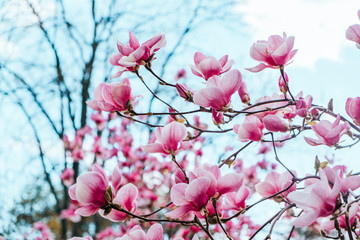 Pink magnolia flower blossom background with beautiful blurred bokeh effect.
