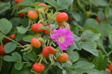 ハマナスの赤い実とピンク色の花