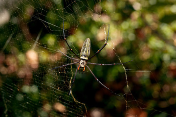 Big spider.