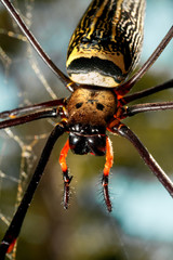 Big spider.