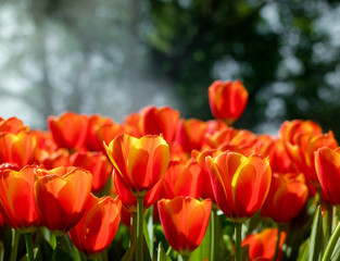 Fresh orange tulips in the garden.