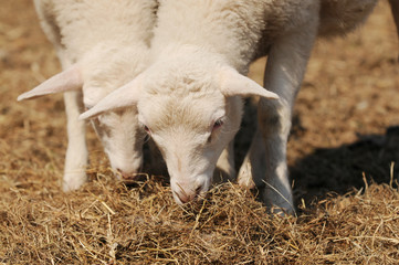 white lambs standing and eat hay