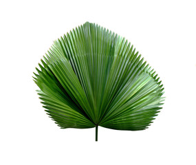 tropical green blowing palm leaf isolated on white background