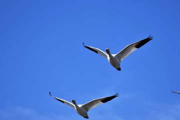 白雁　ハクガン　Snow 　Goose