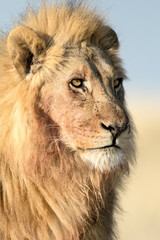 Male lion in morning light
