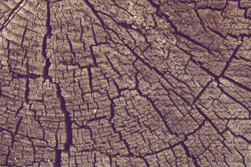 Wood texture background. Old tree rings with cracks.