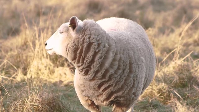 A turn of the sheeps head