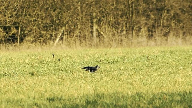 Some blackbirds finding food in the grass