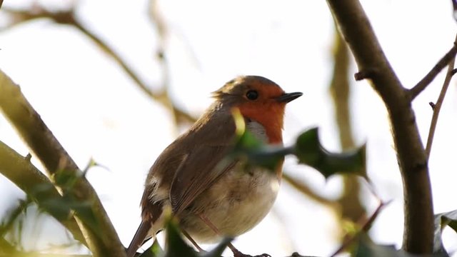 A steady shot of a red robin