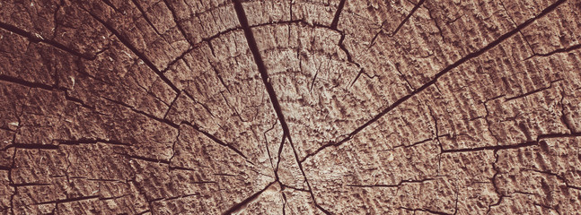 Wood texture background. Old tree rings with cracks.
