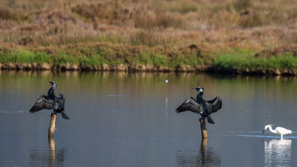 Cormorant.Natural Park S'Albufera de Mallorca.Muro, Mallorca, Baleares, Spain