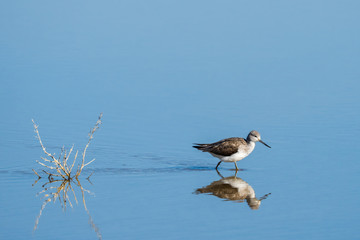 Greenshank .Tringa nebularia.Natural Park S'Albufera de Mallorca.Muro, Mallorca, Baleares, Spain