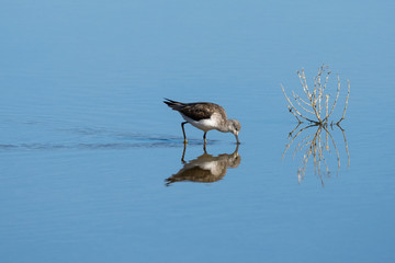 Greenshank .Tringa nebularia.Natural Park S'Albufera de Mallorca.Muro, Mallorca, Baleares, Spain