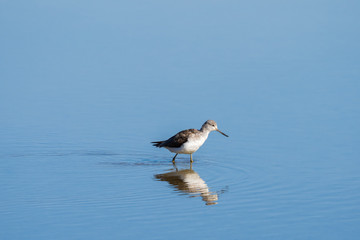 Greenshank .Tringa nebularia.Natural Park S'Albufera de Mallorca.Muro, Mallorca, Baleares, Spain