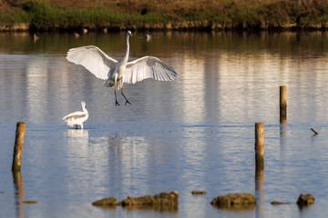 Little Egret.Natural Park S'Albufera de Mallorca.Muro, Mallorca, Baleares, Spain