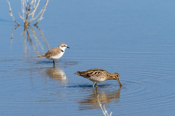 Common Snipe.Gallinago gallinago.Natural Park S'Albufera de Mallorca.Muro, Mallorca, Baleares, Spain