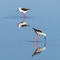 Black-winged stilt.Natural Park S'Albufera de Mallorca.Muro, Mallorca, Baleares, Spain