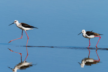 Black-winged stilt.Natural Park S'Albufera de Mallorca.Muro, Mallorca, Baleares, Spain