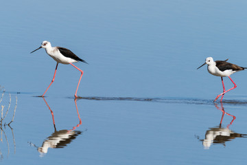 Black-winged stilt.Natural Park S'Albufera de Mallorca.Muro, Mallorca, Baleares, Spain