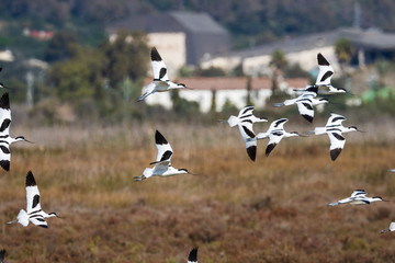 Pied avocet.Recurvirostra avosetta.Natural Park S'Albufera de Mallorca.Muro, Mallorca, Baleares, Spain