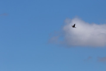 Bird of prey and small cloud on the Atherton Tablelands in Tropical North Queensland, Australia