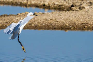 Little Egret.Natural Park S'Albufera de Mallorca.Muro, Mallorca, Baleares, Spain