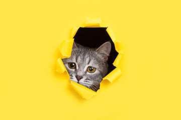 The cat is looking through a torn hole in yellow paper. Playful mood kitty. Unusual concept, copy...