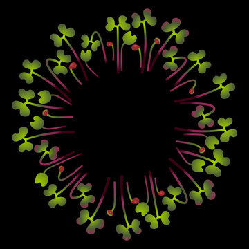 Microgreens Red Cabbage. Arranged in a circle. White background. Black background