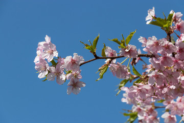 新川千本河津桜　千葉県八千代市米本