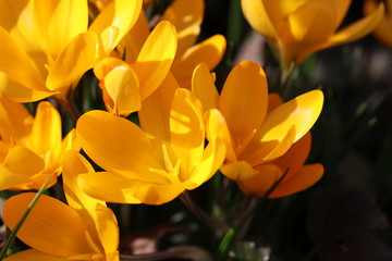 Obraz premium Hintergrund Frühling - Detailansicht von den ersten gelben Krokussen