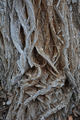 Picturesque bark of willow tree. Background texture.