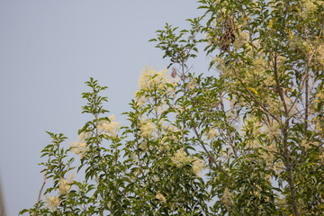 Obraz na płótnie Canvas White Flower in blue sky or Fraxinus griffithii tree