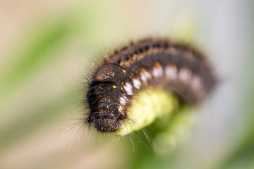 unique hairy black caterpillar with yellow spots close-up portrait sitting on blade of grass on green background on bright summer sunny day. soft focus and copy space