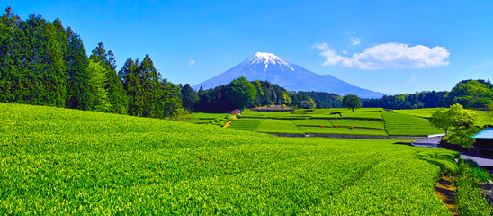 静岡県富士市からの茶畑と富士山